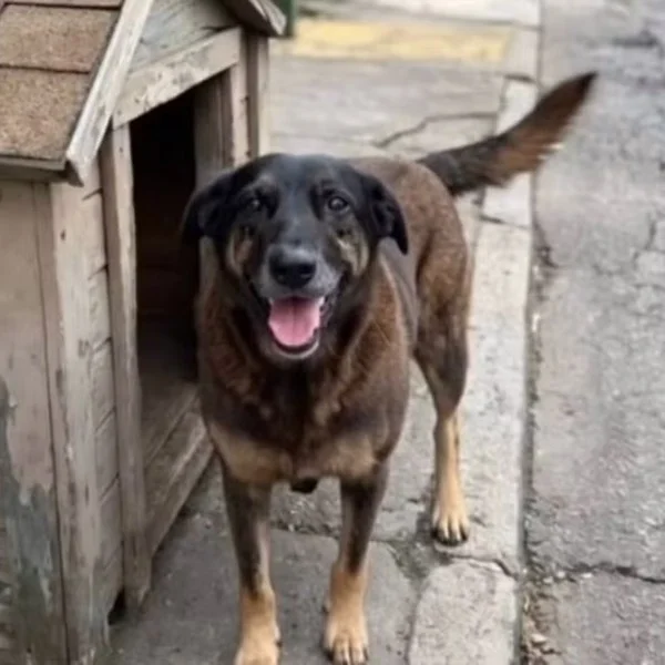 André Moura defende punição severa para crimes de crueldade animal